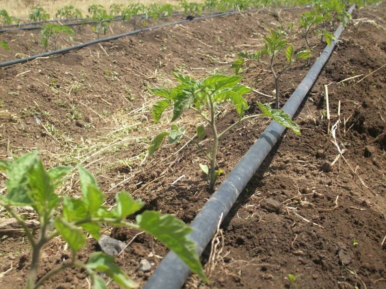 Tomato Drip Kits Aqua Hub Kenya