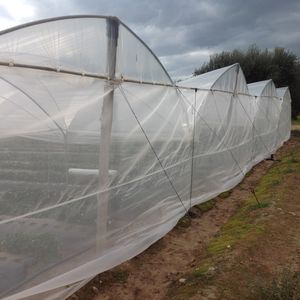 Anti-Insect Nets
