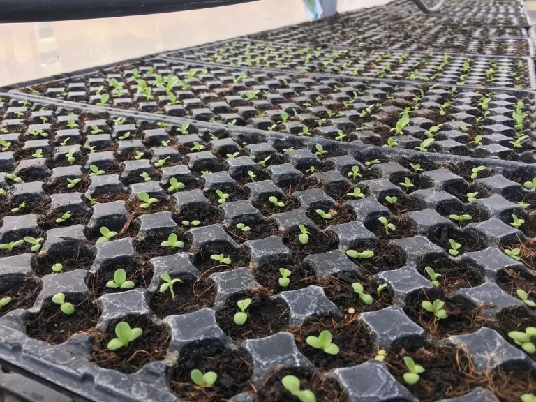 Seedling Trays in Kenya