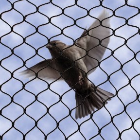 Bird Nets