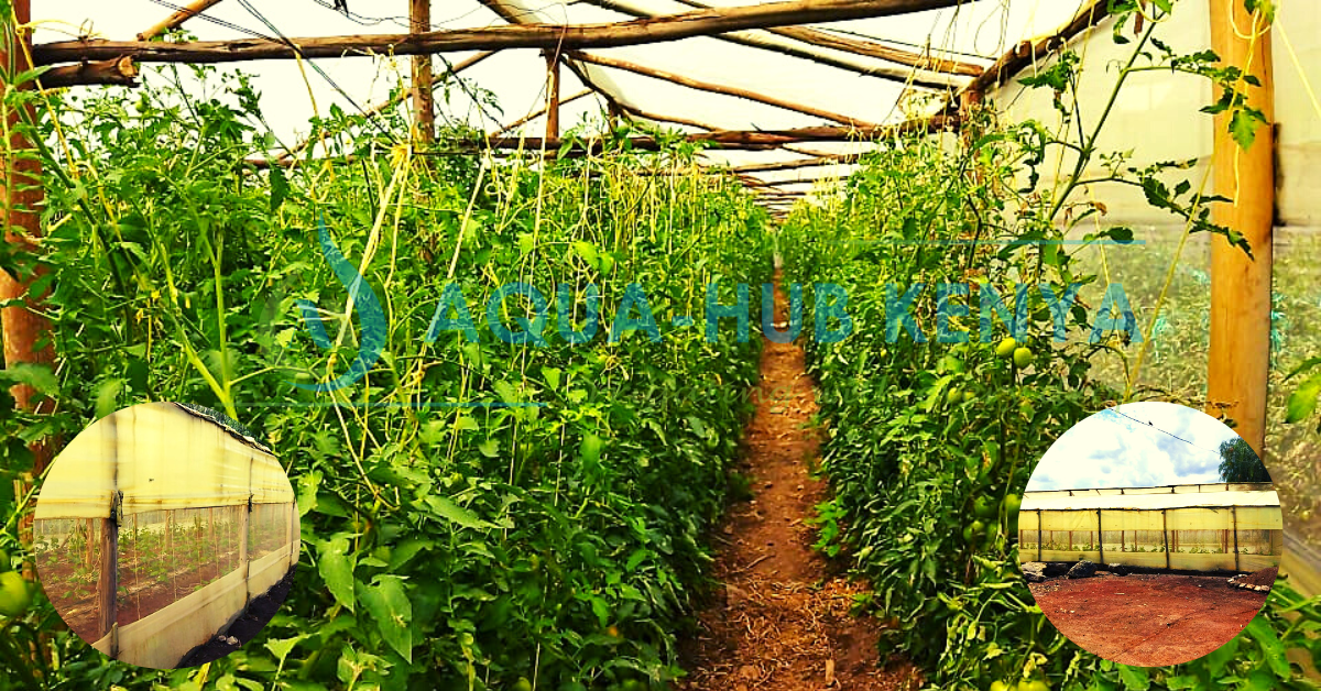 Greenhouse Tomato farming