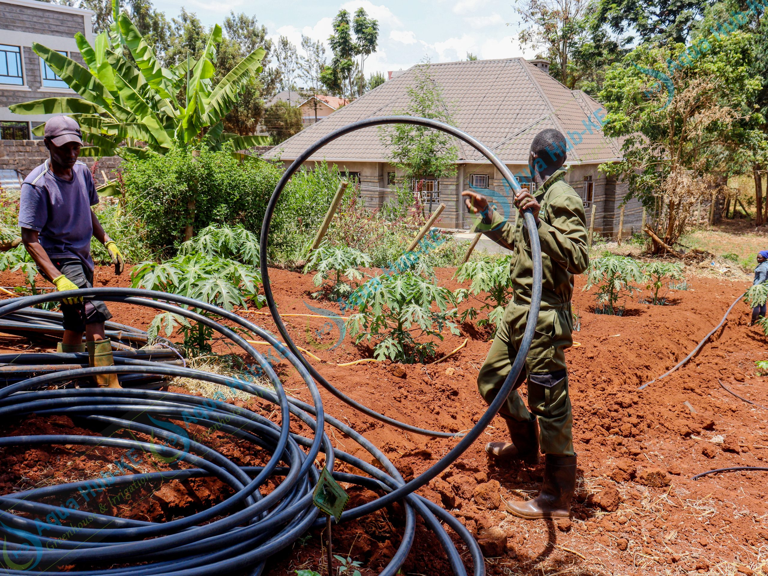 Drip Irrigation In Kenya
