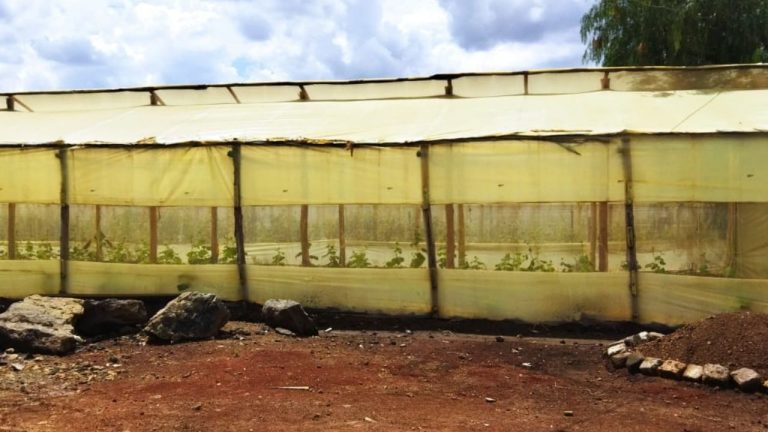 Benefits of Greenhouse Farming