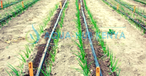Tomato and Onion Drip Lines