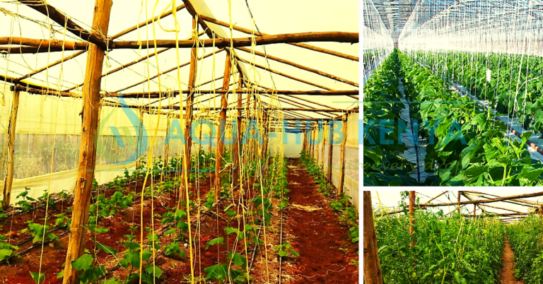 Crop Varieties Suitable for Greenhouse Farming