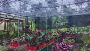 Shade nets for Horticulture