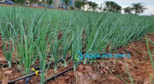 Onion Farming in Kenya by Aqua Hub