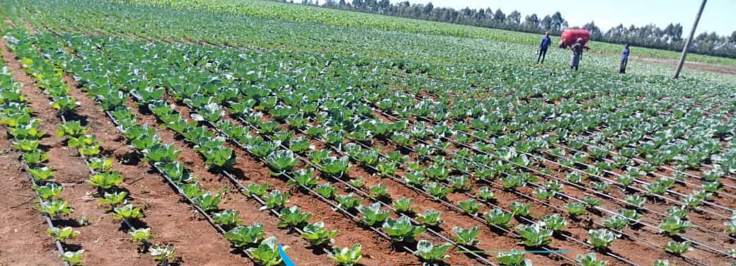 Drip Irrigation Systems : Suitable Crops