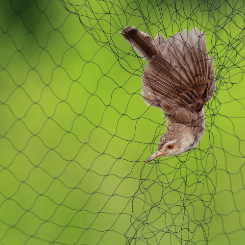 Anti-Bird Nets Application in Kenya - Aqua Hub Kenya