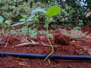Drip Irrigation for Tomatoes