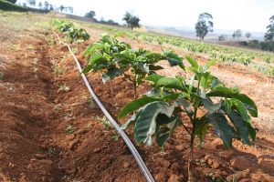 Drip Irrigation for Coffee Farming