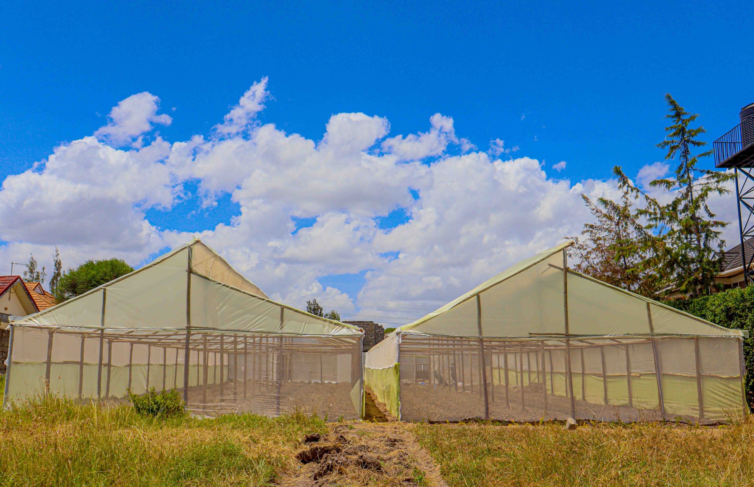 Wooden Greenhouses in Kenya
