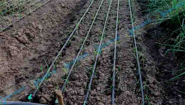 Drip irrigation for onions