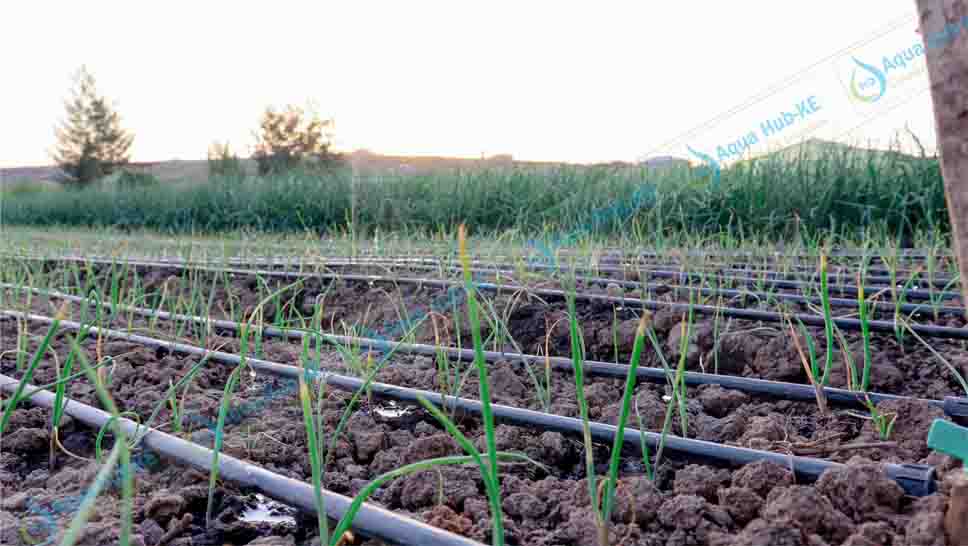 Drip irrigation for onions