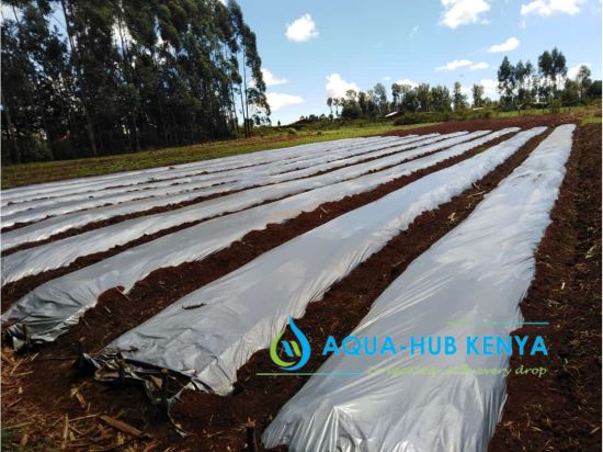 Mulching Papers in Kenya