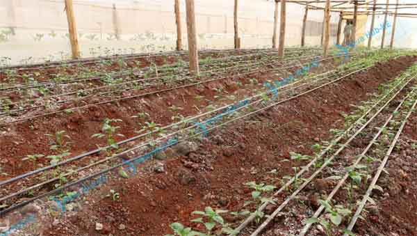 Drip irrigation