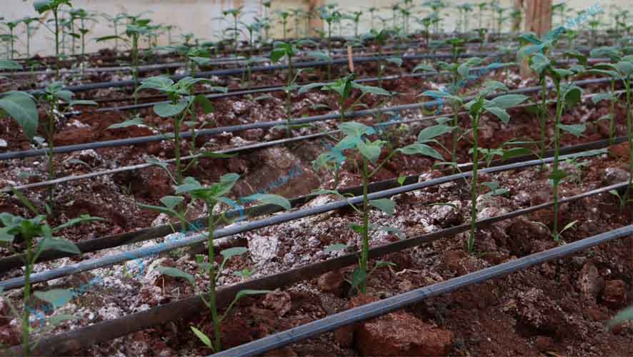 Drip irrigation