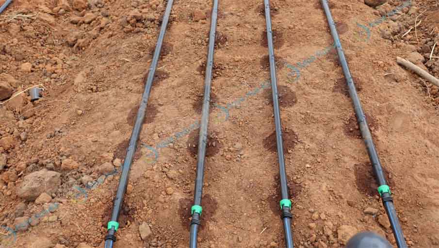 Drip irrigation