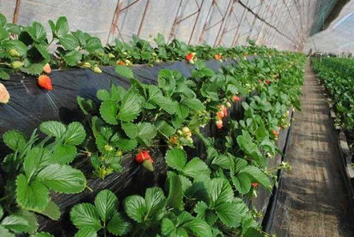 How to Drip Irrigate Strawberry in Kenya