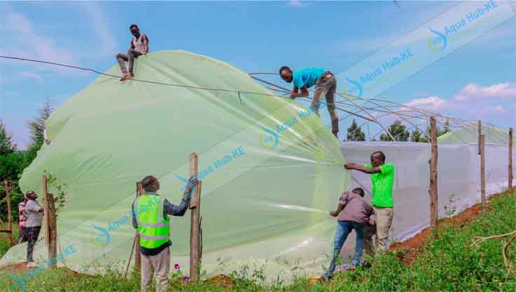 Greenhouse Polythene Cover Prices in Kenya