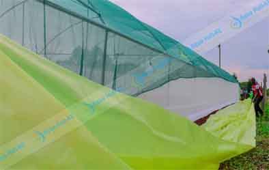 Greenhouse Polythene Cover Prices in Kenya