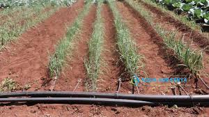 Spring Onion Farming in Kenya