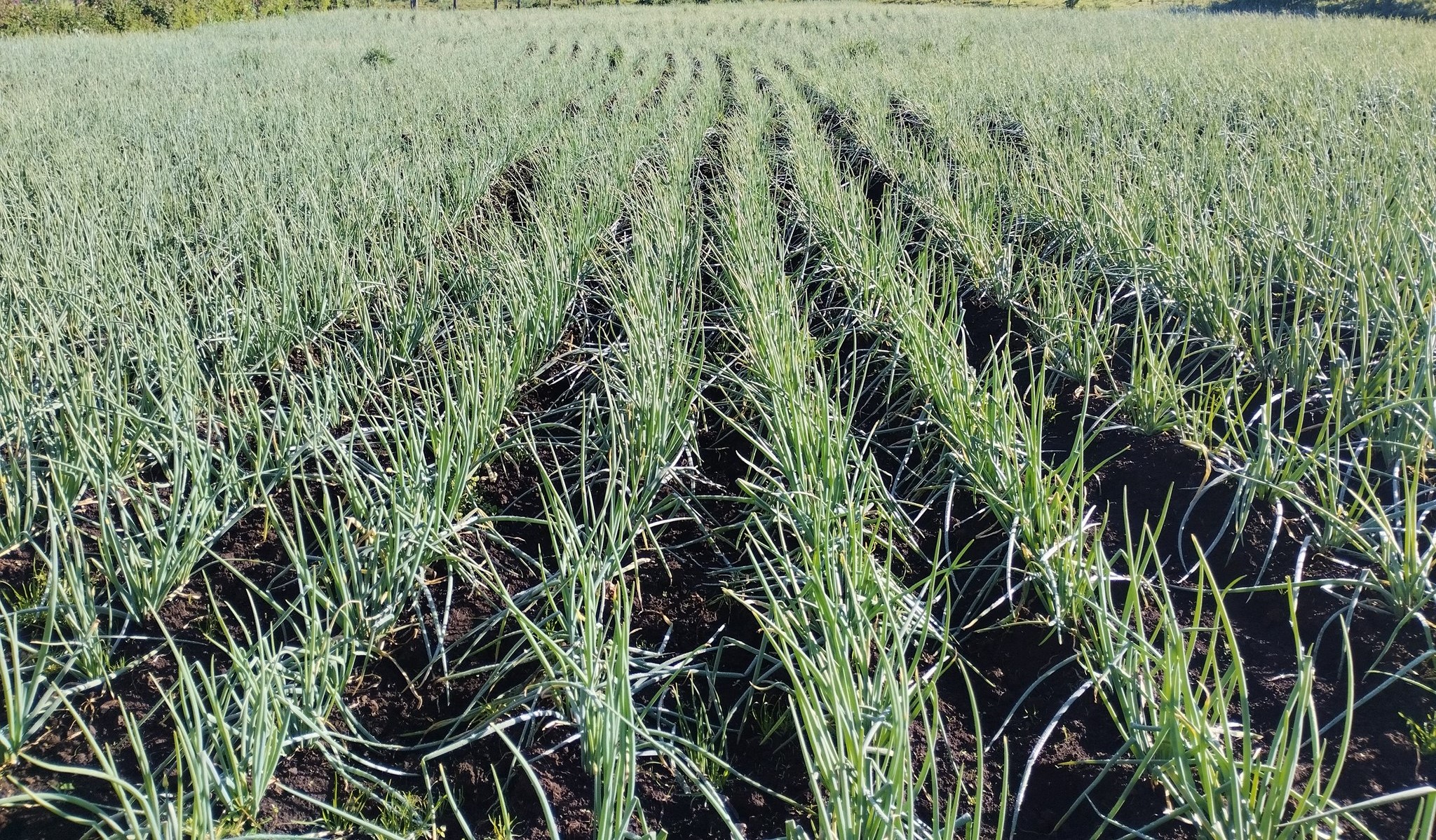 Spring Onion Farming in Kenya