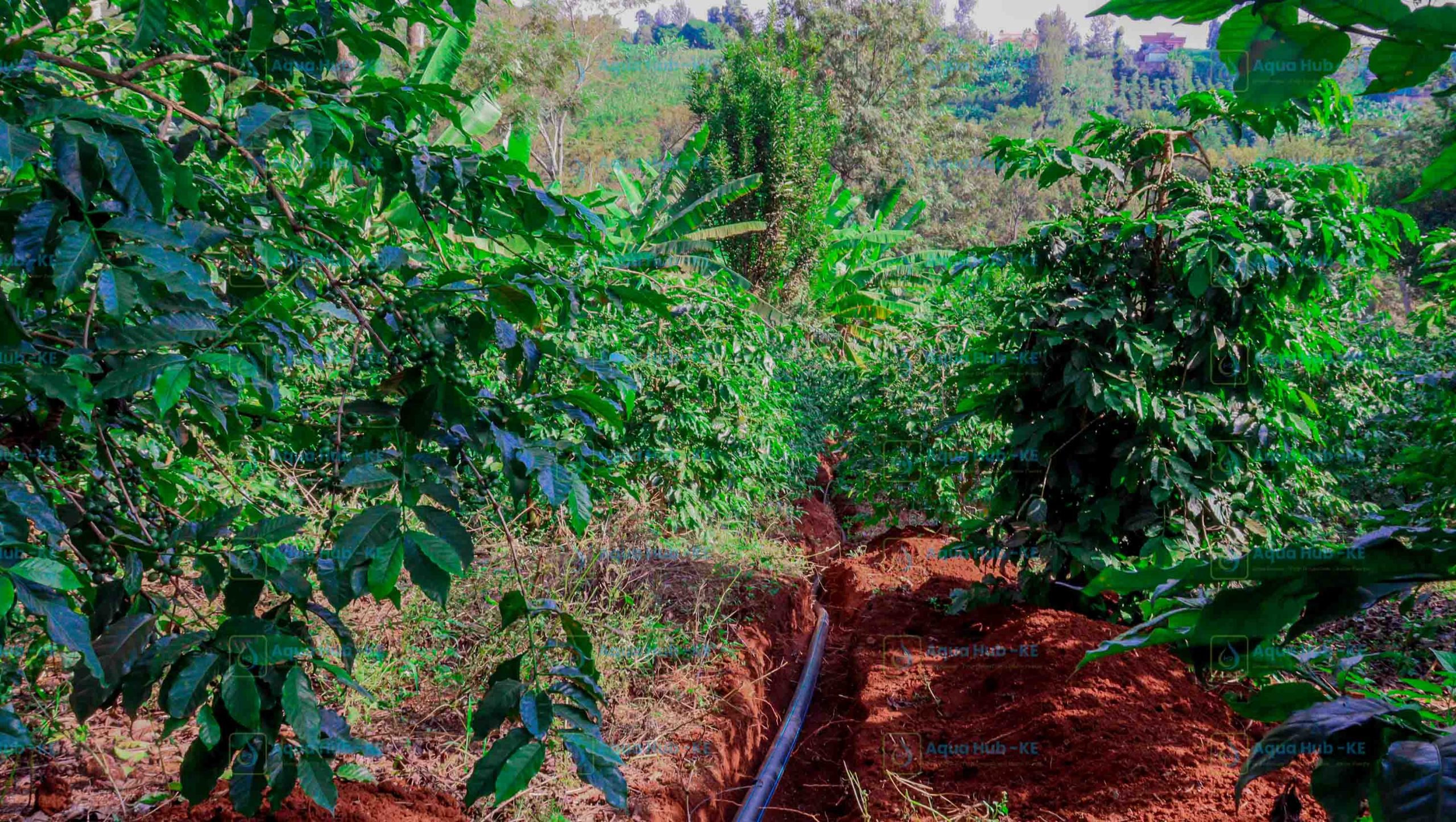 Coffee Irrigation in Kenya