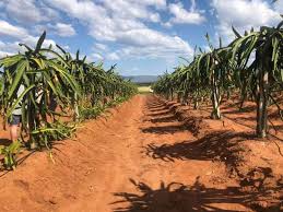 dragon fruit Irrigation Farming