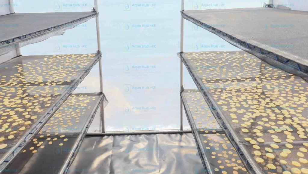 Solar dryer for fruits in Kenya